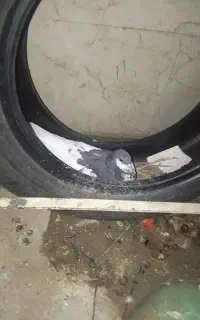 کفتر رنگ