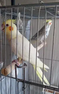 عروس هلندی