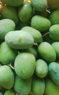 انبه درجه یک محلی و پیوندی