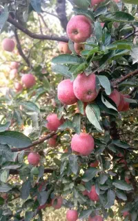 استخدام فروش و مشاوره کود