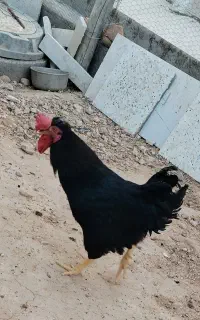 خروس