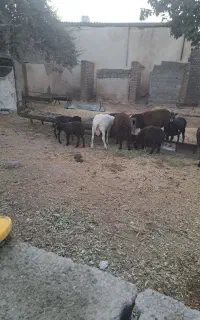 بره نر