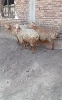گوسفند