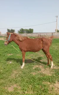 اسب ۵ ساله فروشی