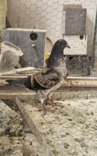 جوجه کفتر و جفت های با جوجه