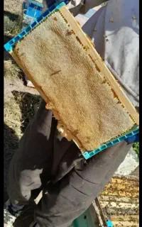 عسل شان موجوده