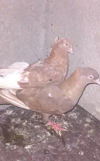 کبوتر آبادانی. سرخ  و زاغ و جوجه پاپر