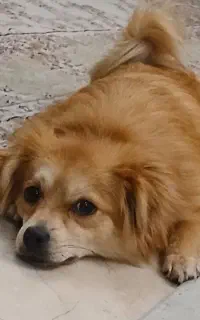 گمشده