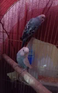 مرغ عشق