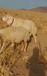 قوچ همو سفید