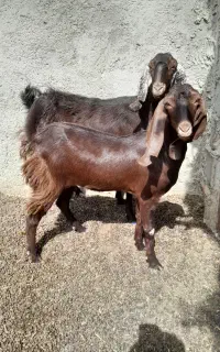 فروش ۲مری ماده ویه کهره ویک بره ماده چاق چله