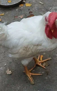 خروس