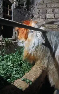 بیگ،بزغاله