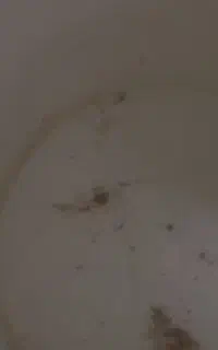 حلزون سیب