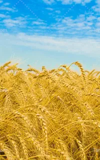 گندم‌ مخصوص آرد و آرد بومی