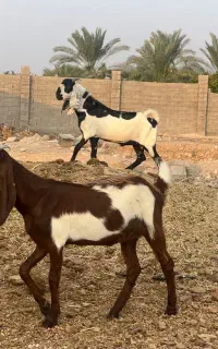 یک جفت کهره دورگ پنجاب