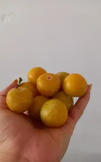 آلو ارگانیک و گوشتی کیلویی ۱۰۰ تومن