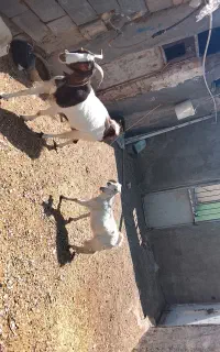 بز با یک بزغاله ماده