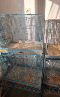 قفس جفت خون باتک خون