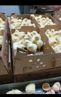 جوجه گوشتی واکسن خورده سر حال