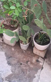 گلدان کاکتوس