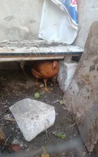 مرغ وخروس