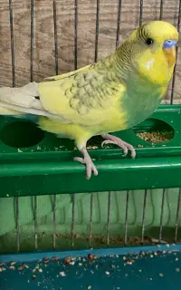 مراغ عشق بالغ