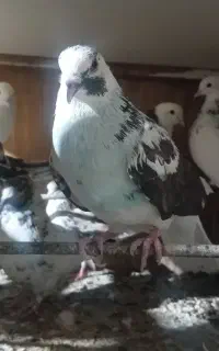 سلام.گمشده.کفت