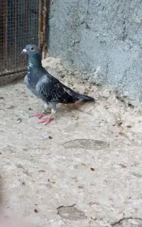 کبوتر مسافتی