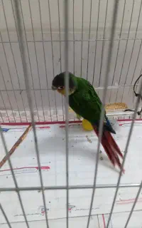 فروش پرنده گرینچیک