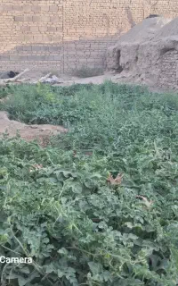 پالیز پشمک