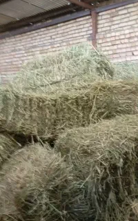 پرس یونجه چن ۳