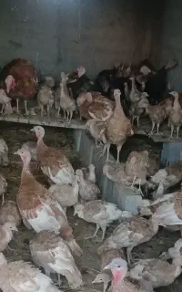 فروش یکجا بوقلمون