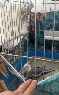جفت وایت فیس سخنگو با تخم