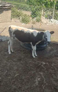 گوساله