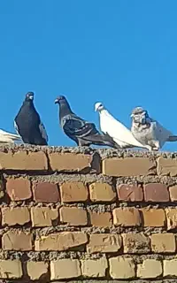 کبوتر‌