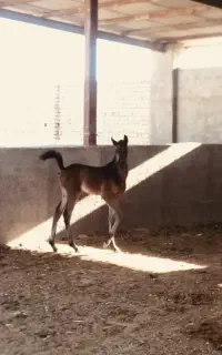 کره اسب خوشگل