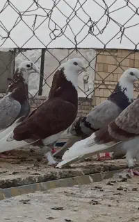 هما خال سبز کفتر