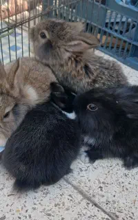 بچه خرگوش