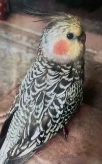 جوجه عروس هلندی گم شده