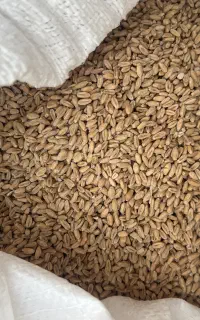 گندم گندم ۲ تن گندم دیمی تازه