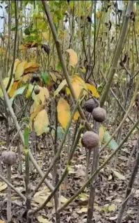 کاشت داشت برداشت همراه شماست  پاییزنهال ،صنوبر
