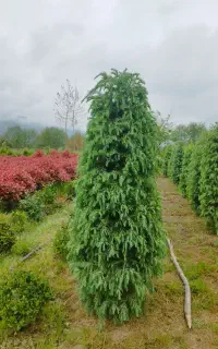 هرس گلوگیاه . علف زنی