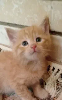 گربه