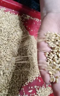 گندوم اعلا و پاک شده