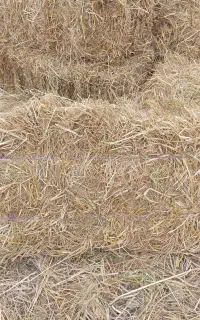 سرچینه