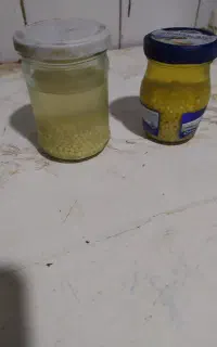 تخم حلزون