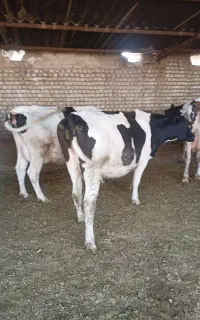 .تلیسه.وگاو