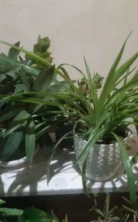 گل طبیعی