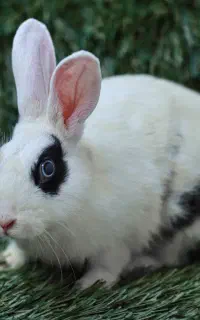 سه خرگوش خانگی پنج ماهه